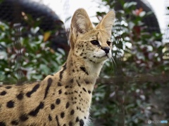 サーバルキャット