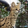 サーバルキャット