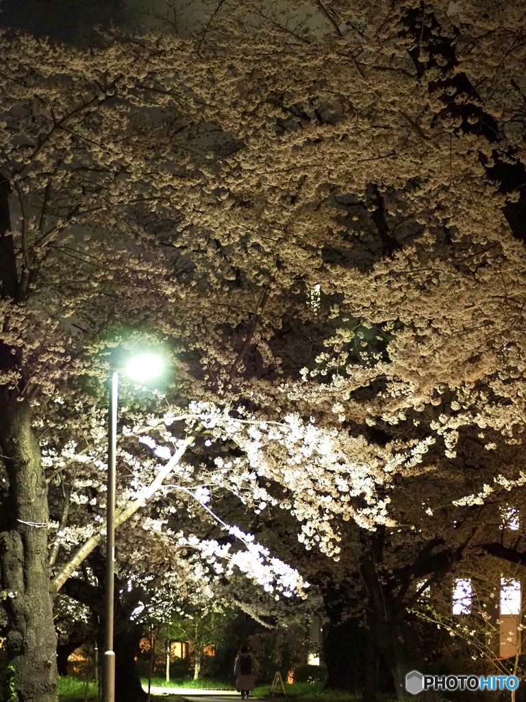 大きな桜の木の下で