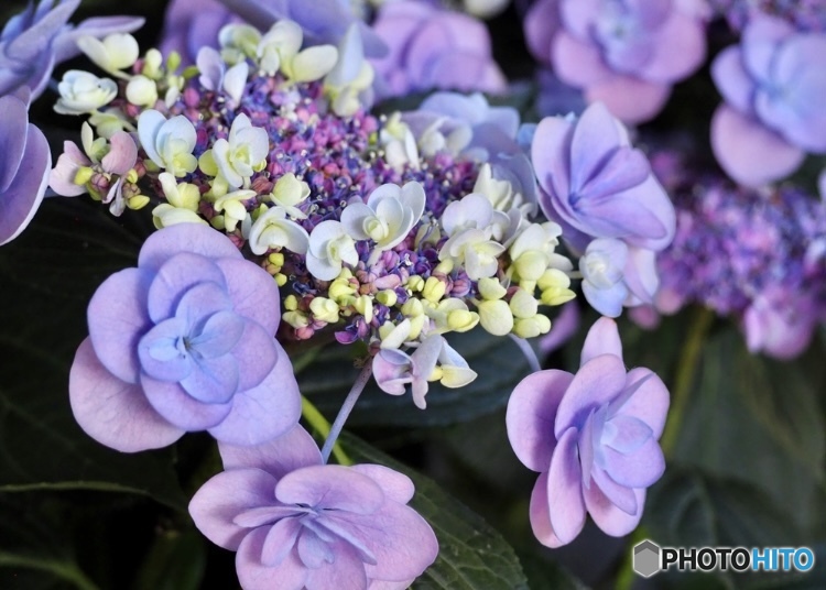 紫の陽の花