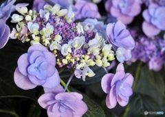 紫の陽の花