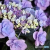 紫の陽の花