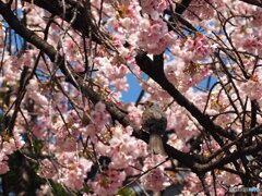 春に呼ばれて