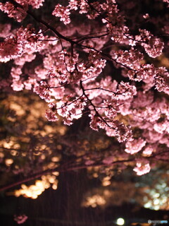 雨の日の夜桜