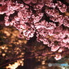 雨の日の夜桜