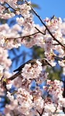 江戸彼岸桜と鵯