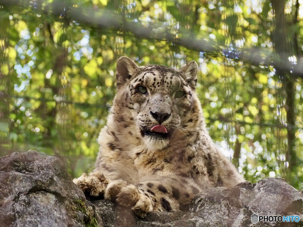 ユキヒョウ