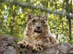 ユキヒョウ