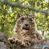 ユキヒョウ