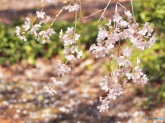 枝垂れ桜