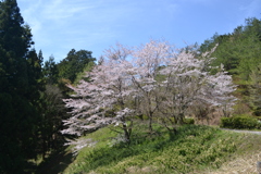 春から初夏へ・・・