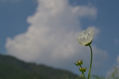 白い初秋