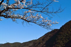 早咲のさくら
