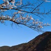 早咲のさくら