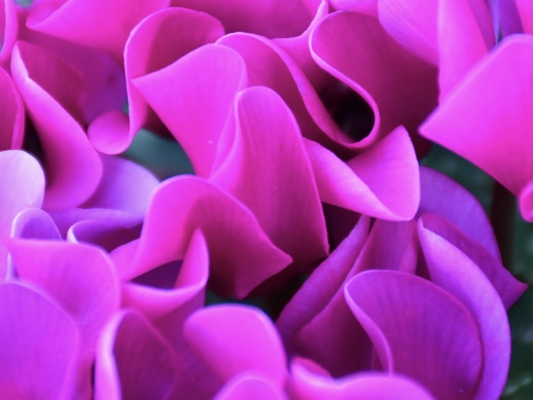 シクラメンの「ド！」アップ・・・・(;^_^A