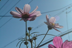 コスモスと小さな虫