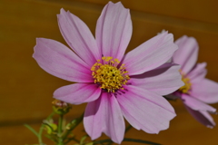 コスモス①