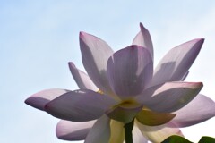 朝日に照らされて