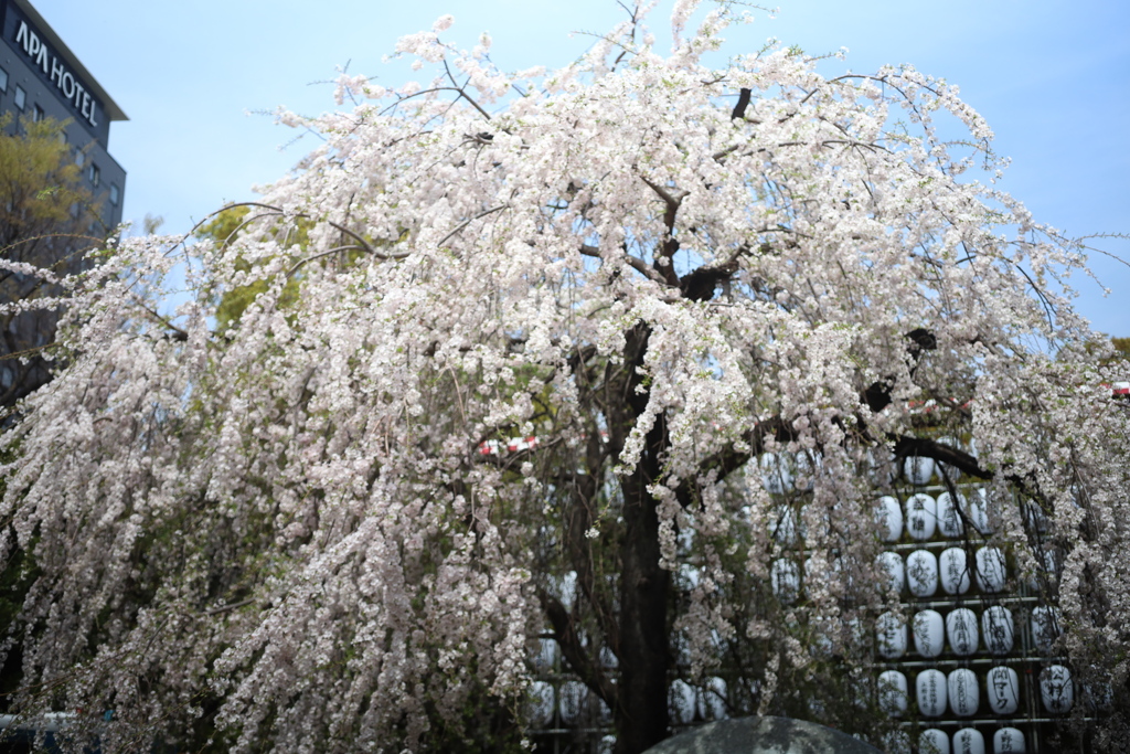 上野のしだれ桜とアパホテル