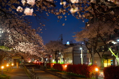 夜景(桜)