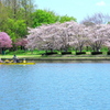 春の水元公園