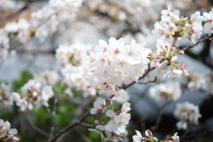 上野で咲く