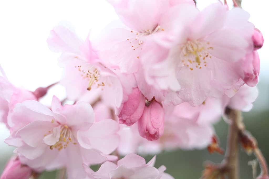 しだれ桜