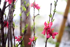 上野の花桃