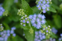 blue mistflower