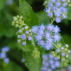 blue mistflower