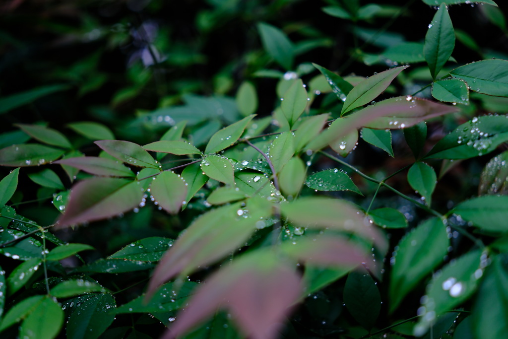 雨上がりの朝