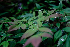 雨上がりの朝