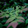 雨上がりの朝