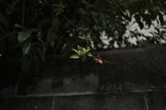 散歩