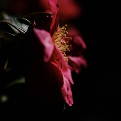 花弁に蕊の影を映す山茶花に思わず