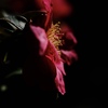 花弁に蕊の影を映す山茶花に思わず