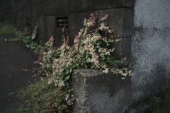 散歩