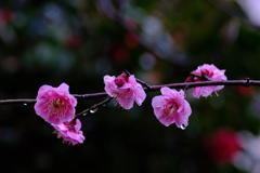 雨雫