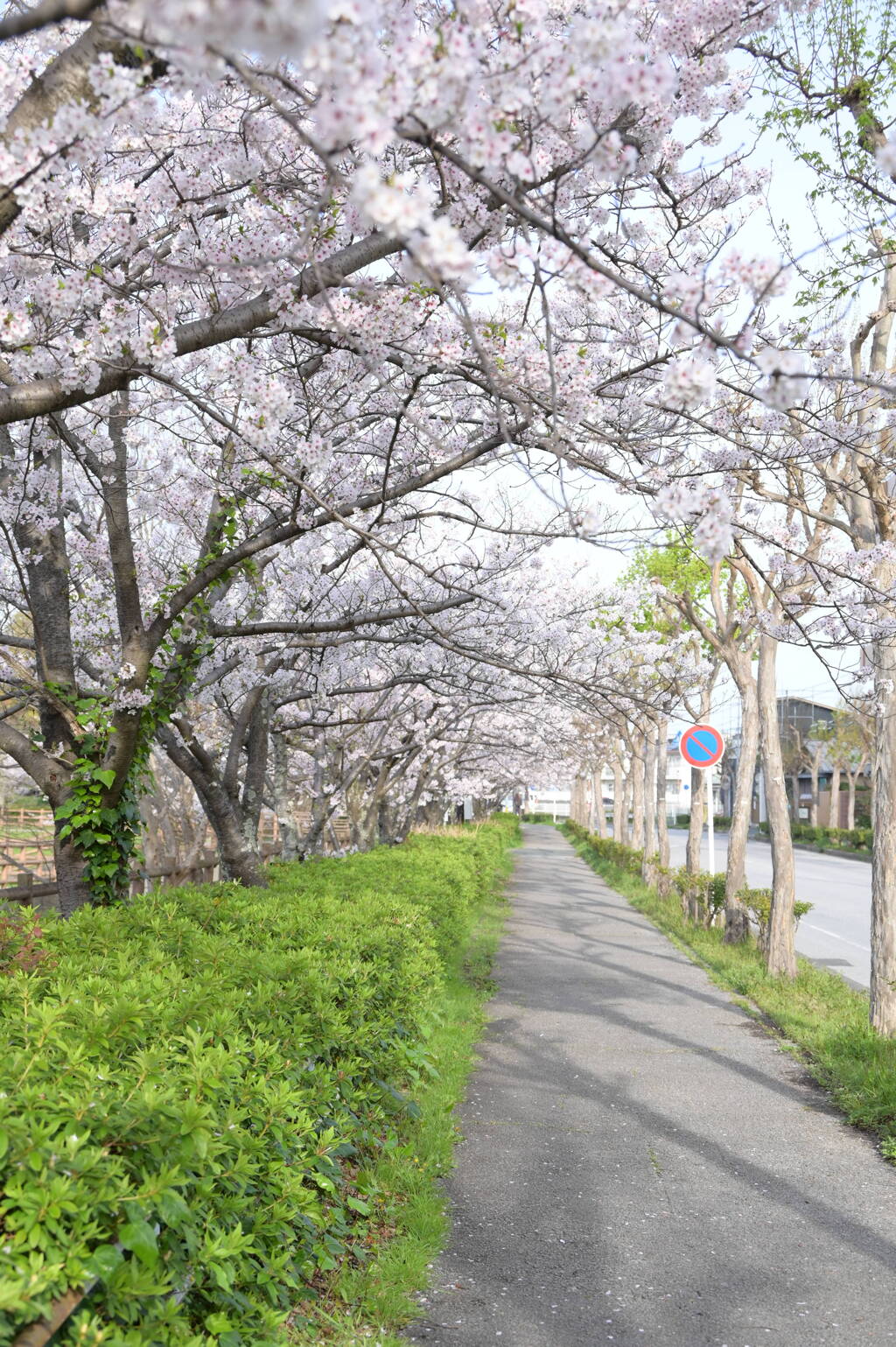 桜並木