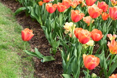 チューリップ