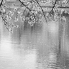 大宮公園