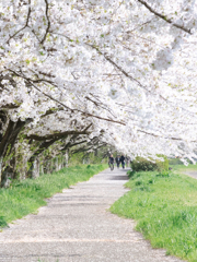 権現堂川沿い桜並木