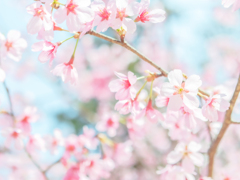 天平の丘 桜　(栃木県)