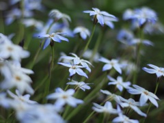 公園の花