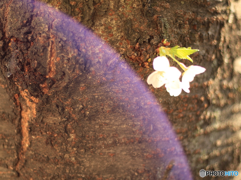 幹桜