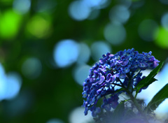 木陰に咲く紫陽花