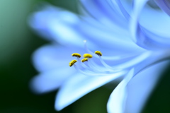 初夏の朝を彩る