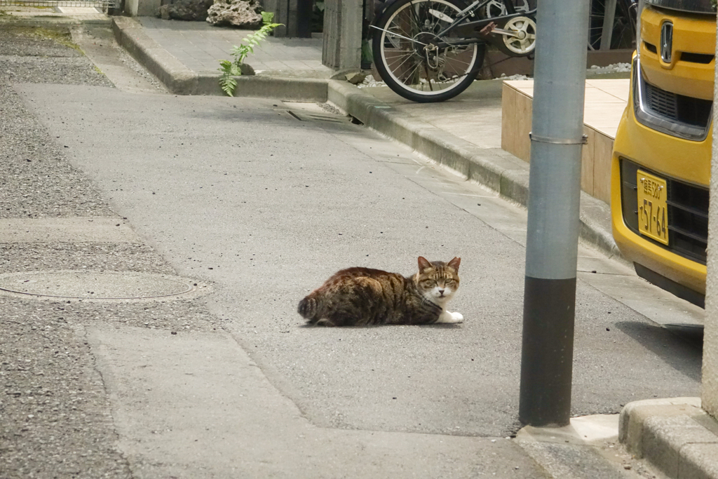 のらねこ