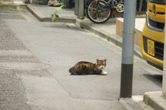 のらねこ