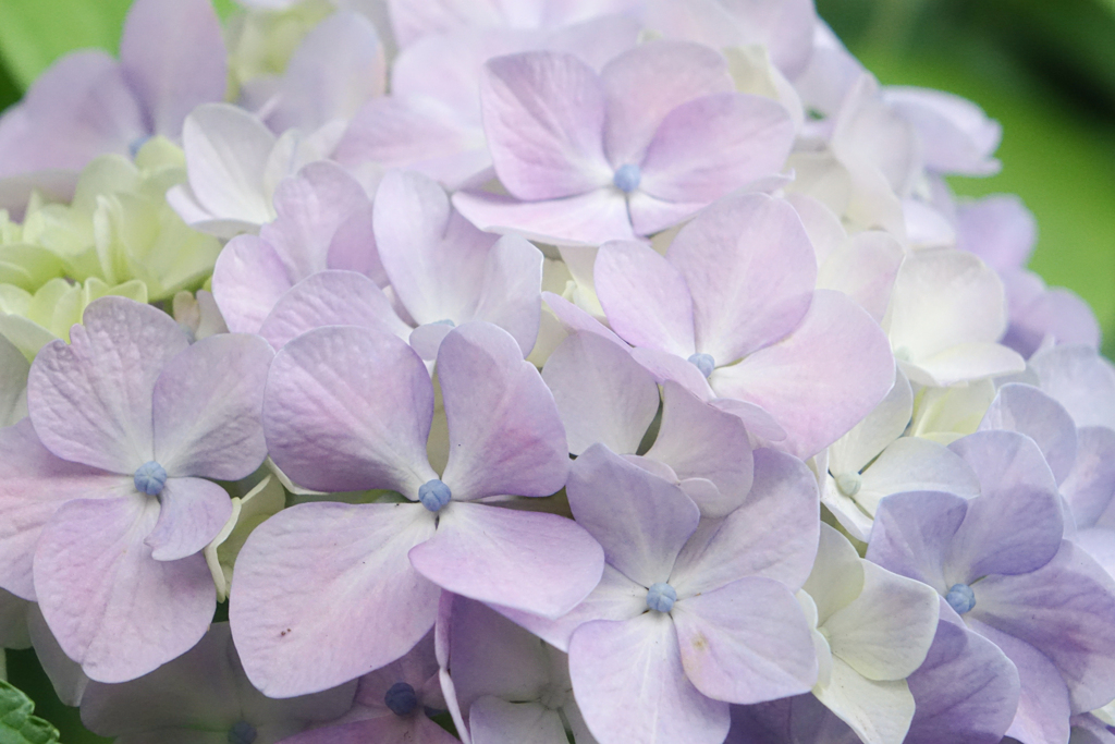 紫陽花
